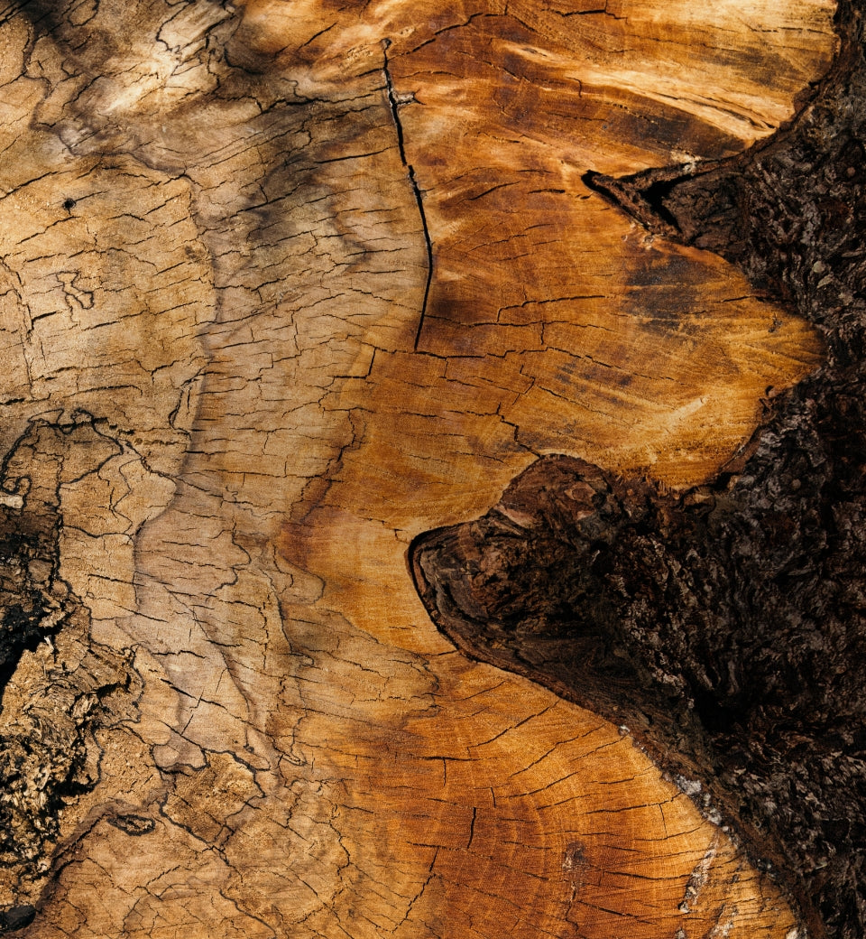 Presenting Rooted, a Story Not Common