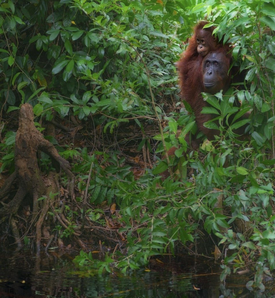 Our $10M Pledge to the Rainforest