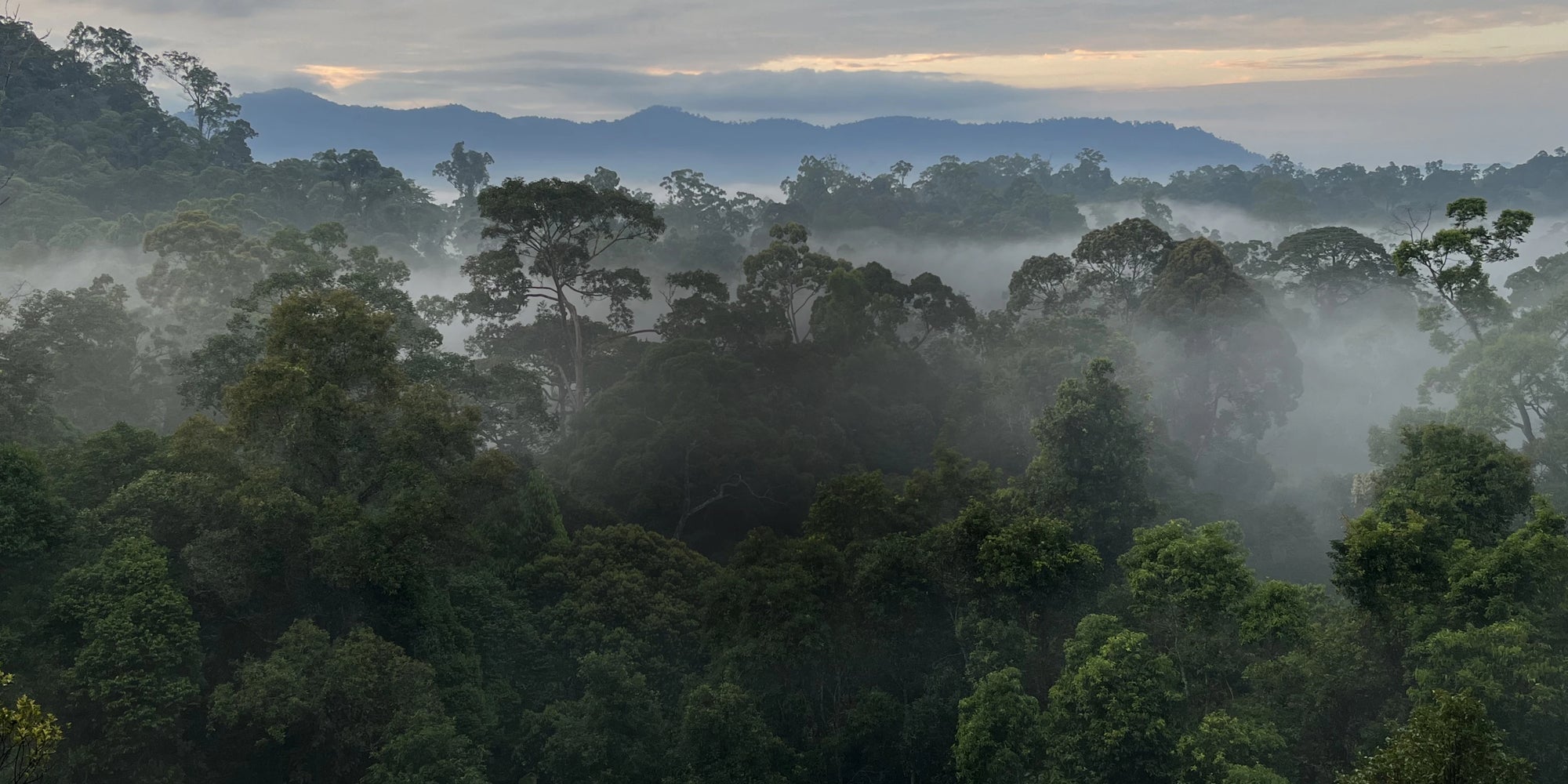 Dense tropical rainforest covered in early-morning mist, with layers of tree canopies fading into distant blue mountains under a soft, cloudy sunrise.