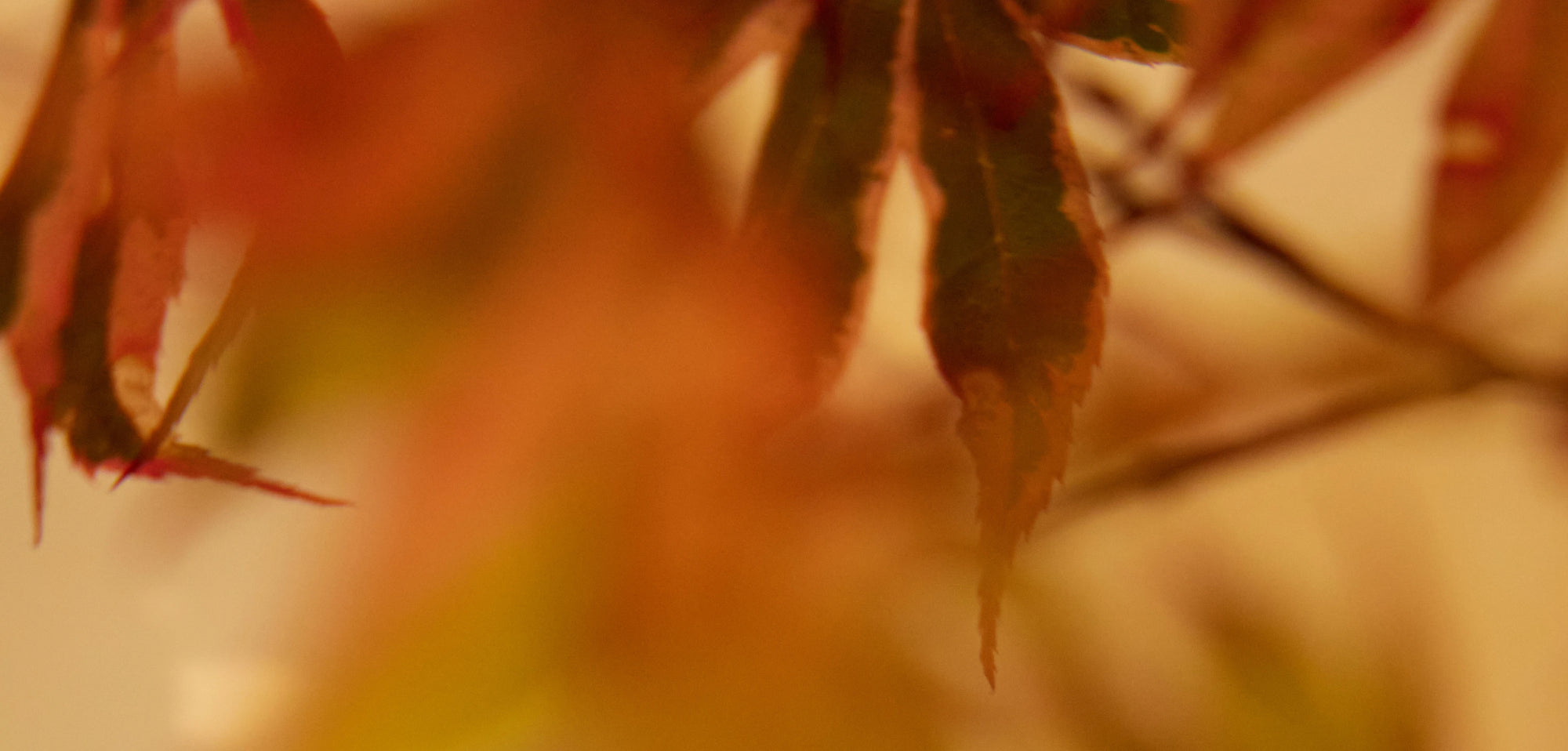 Autumn leaves texture