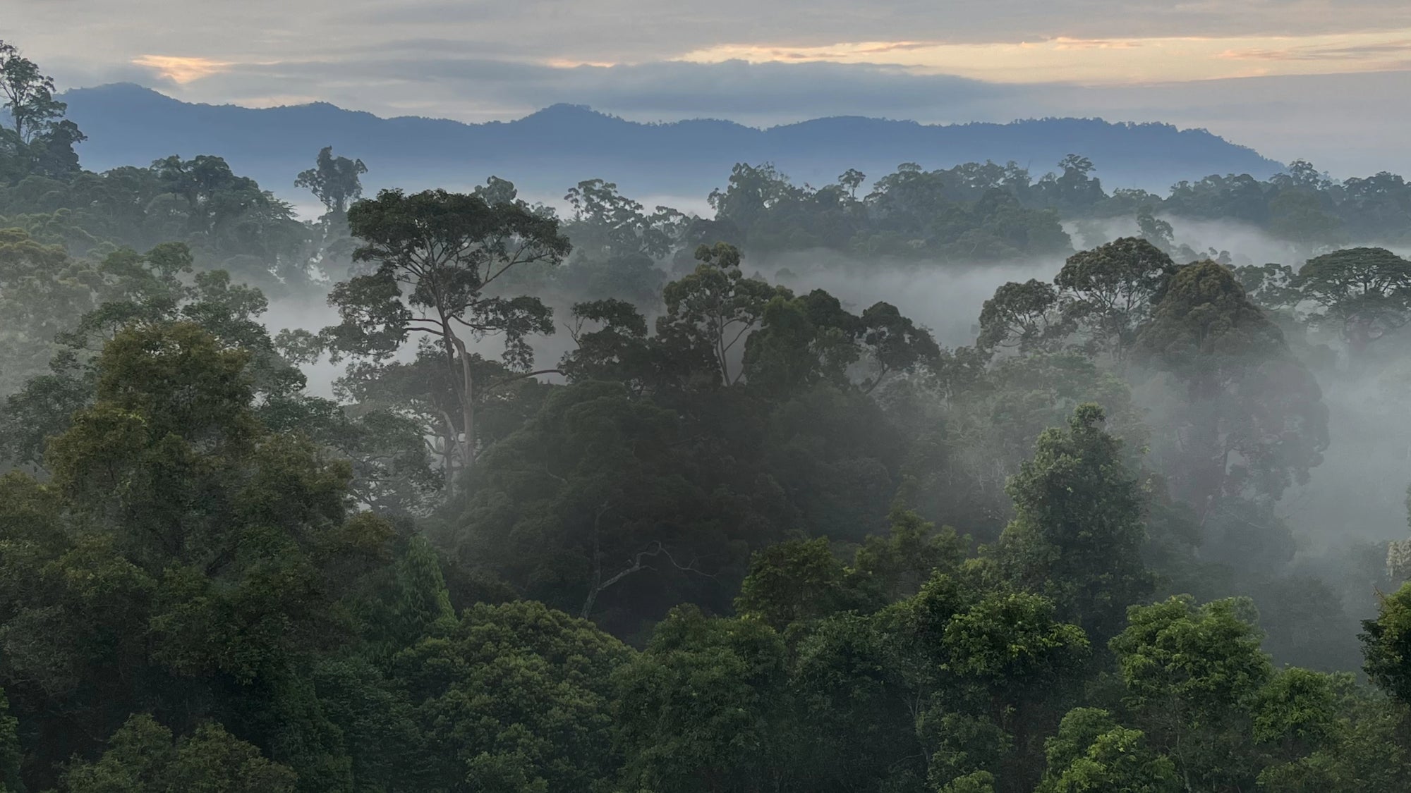 Dense tropical rainforest covered in early-morning mist, with layers of tree canopies fading into distant blue mountains under a soft, cloudy sunrise.