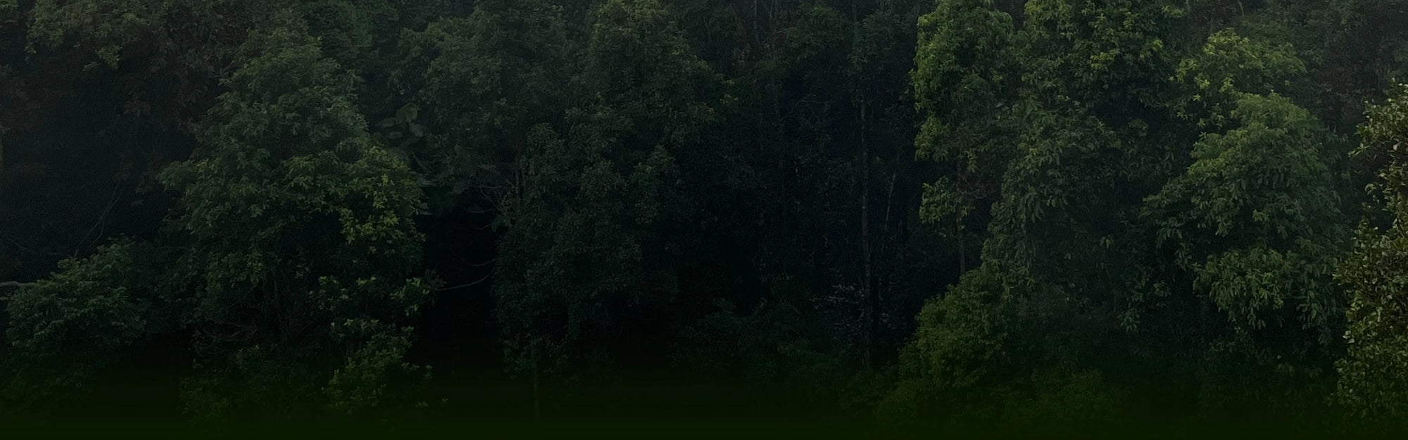 Dense tropical rainforest covered in early-morning mist, with layers of tree canopies fading into distant blue mountains under a soft, cloudy sunrise.
