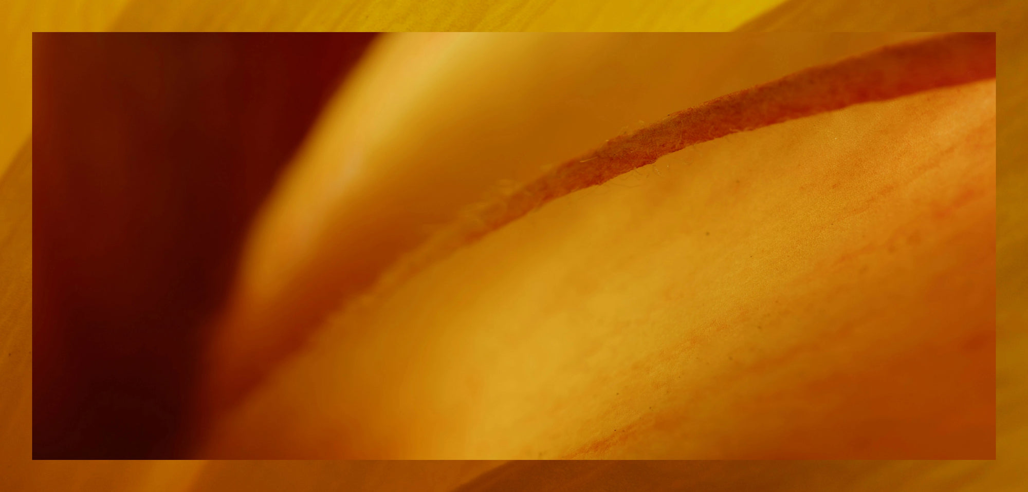 Abstract close-up image featuring warm yellow and orange tones with soft, curved lines and textured surfaces.